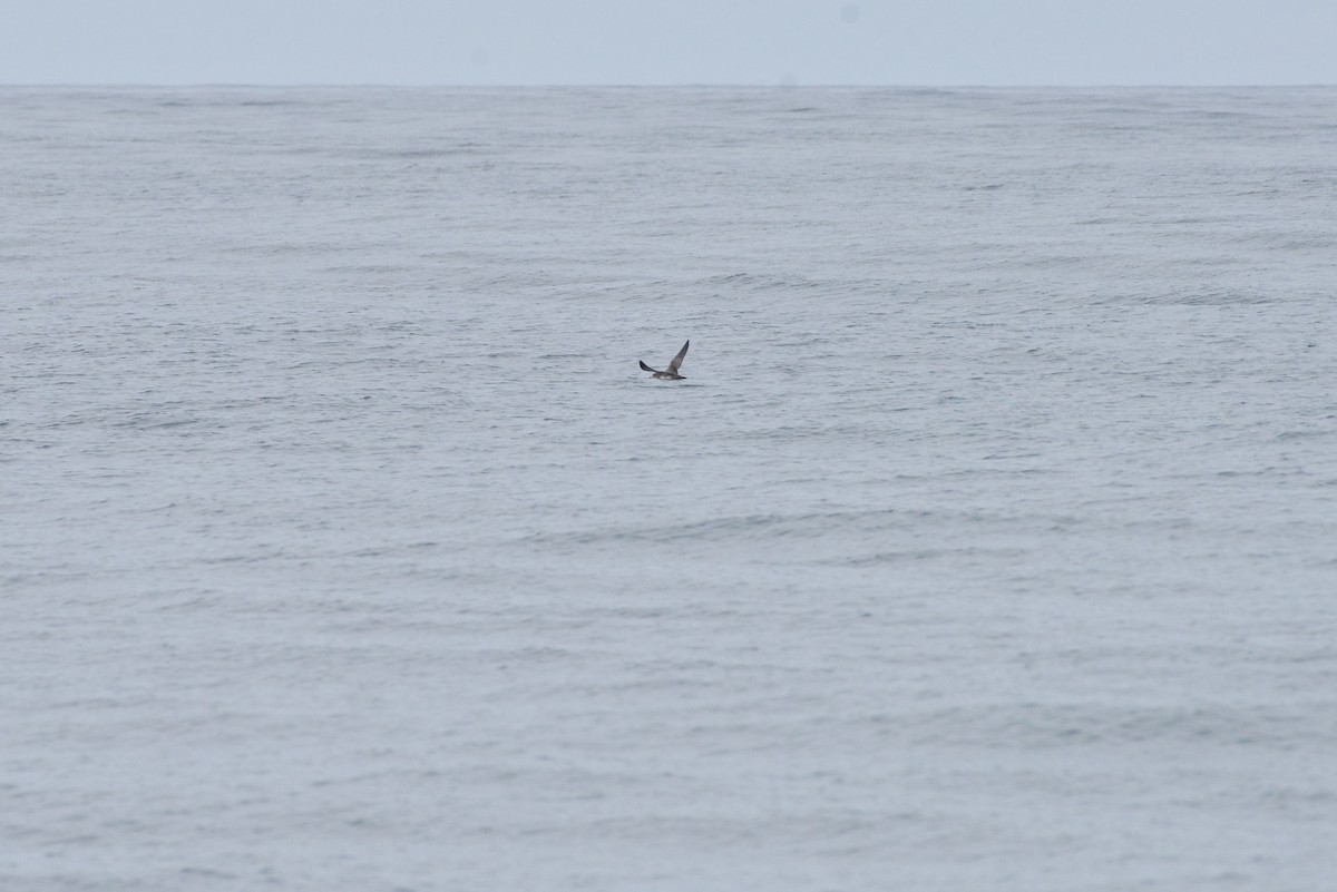 Pink-footed Shearwater - ML362292301