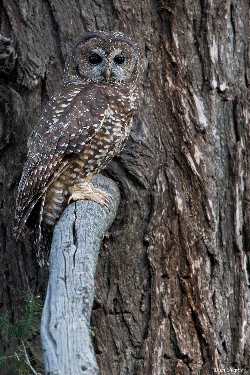 Spotted Owl (California) - Dubi Shapiro
