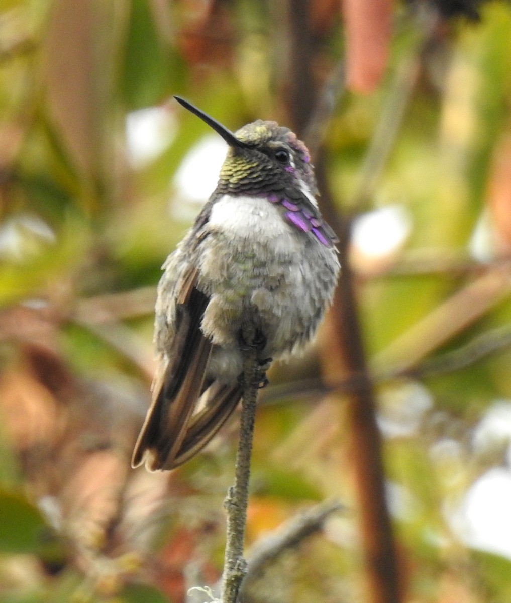 Costa's Hummingbird - Rudyard Wallen