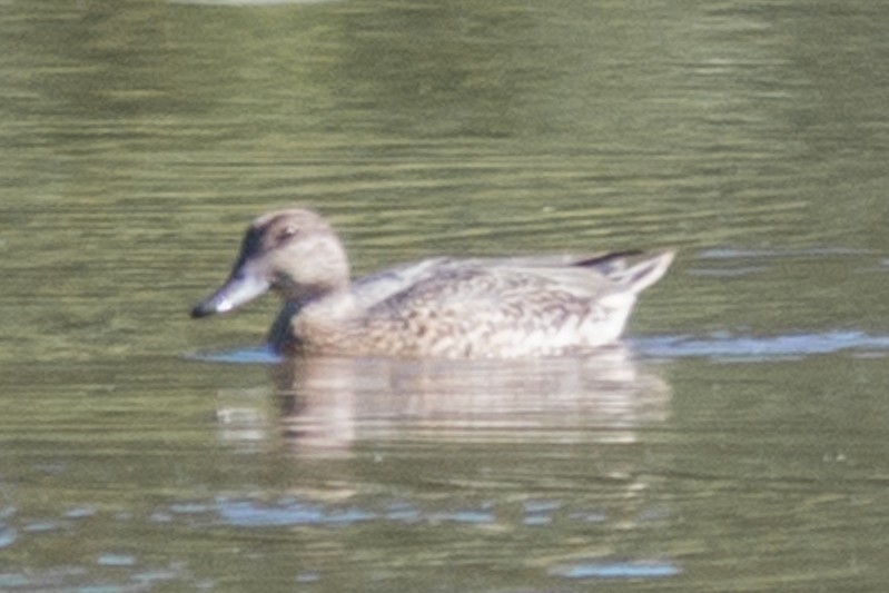 Blue-winged Teal - ML36230121