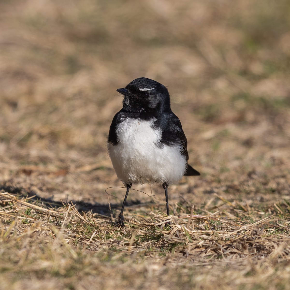 Willie-wagtail - ML362302491