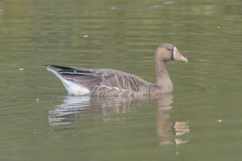 Greater White-fronted Goose - ML36230431
