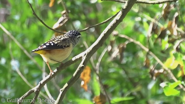 Spotted Pardalote - ML362304351