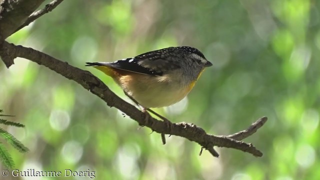 Spotted Pardalote - ML362305231