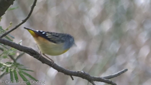 Spotted Pardalote - ML362305331