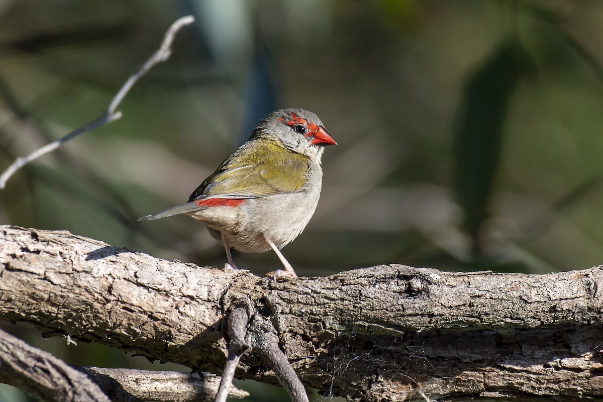 Red-browed Firetail - ML362305551