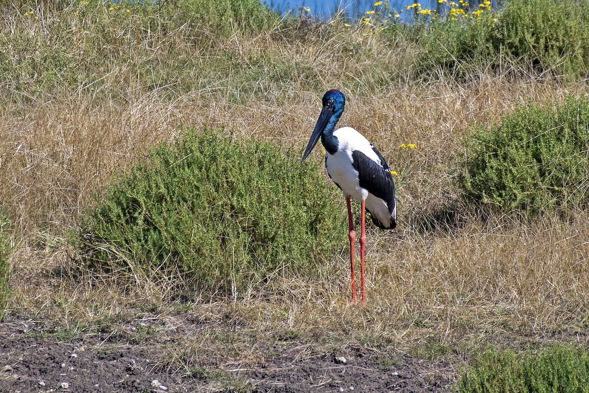 Black-necked Stork - ML362306951
