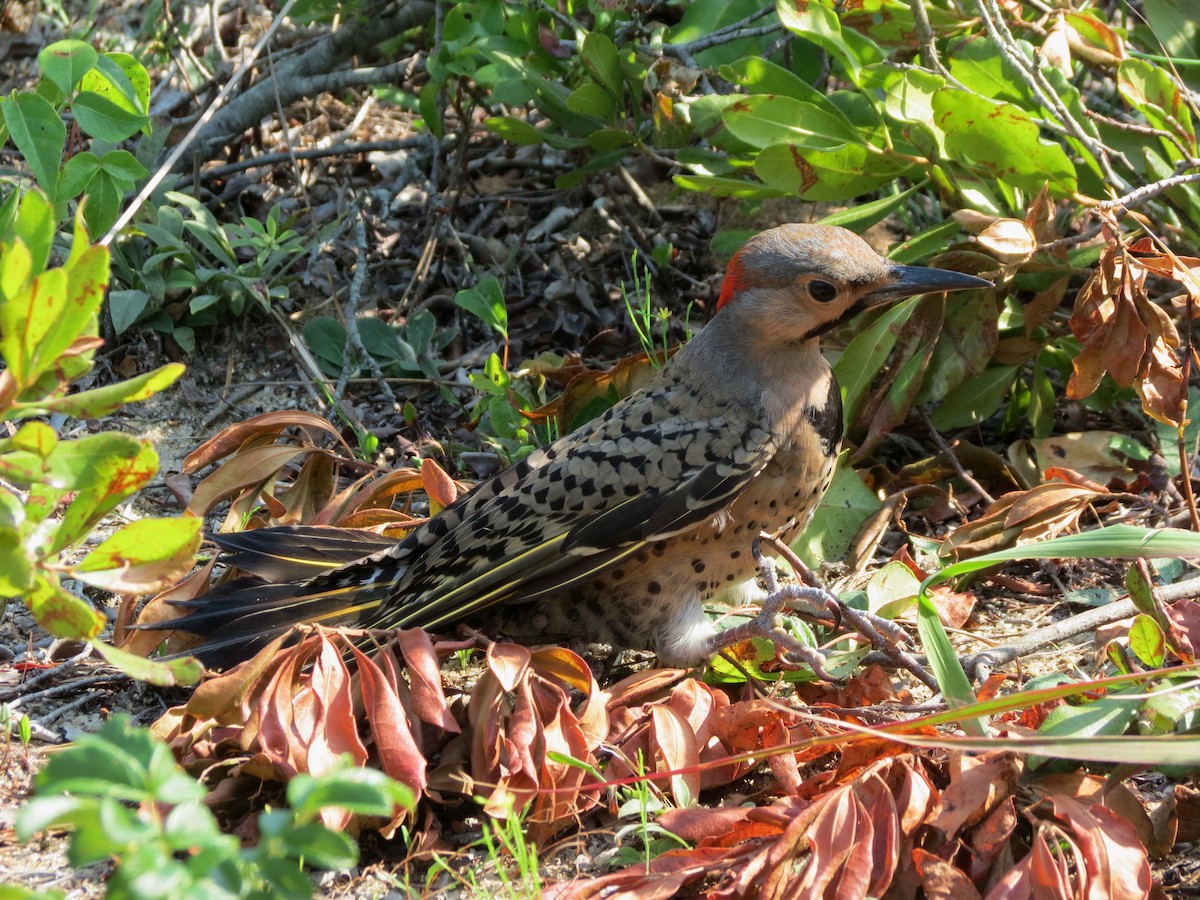 Northern Flicker (Yellow-shafted) - ML36230851