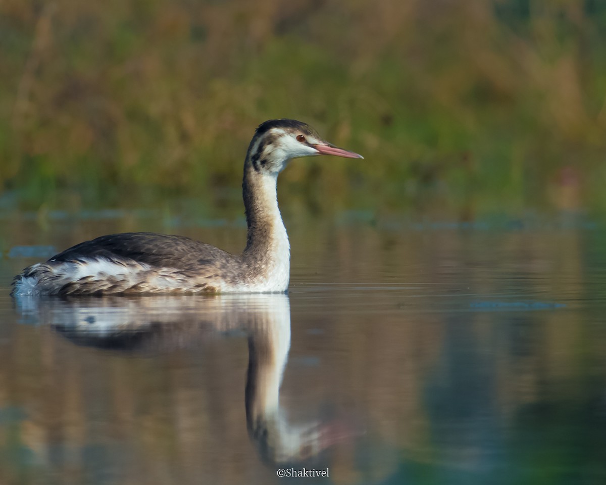 Great Crested Grebe - Shakti - Tribesmen.in