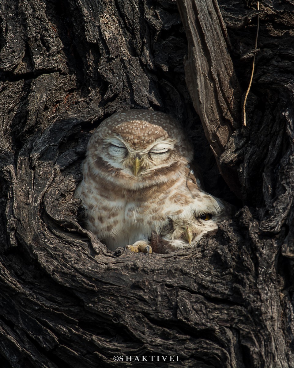Spotted Owlet - ML362310501