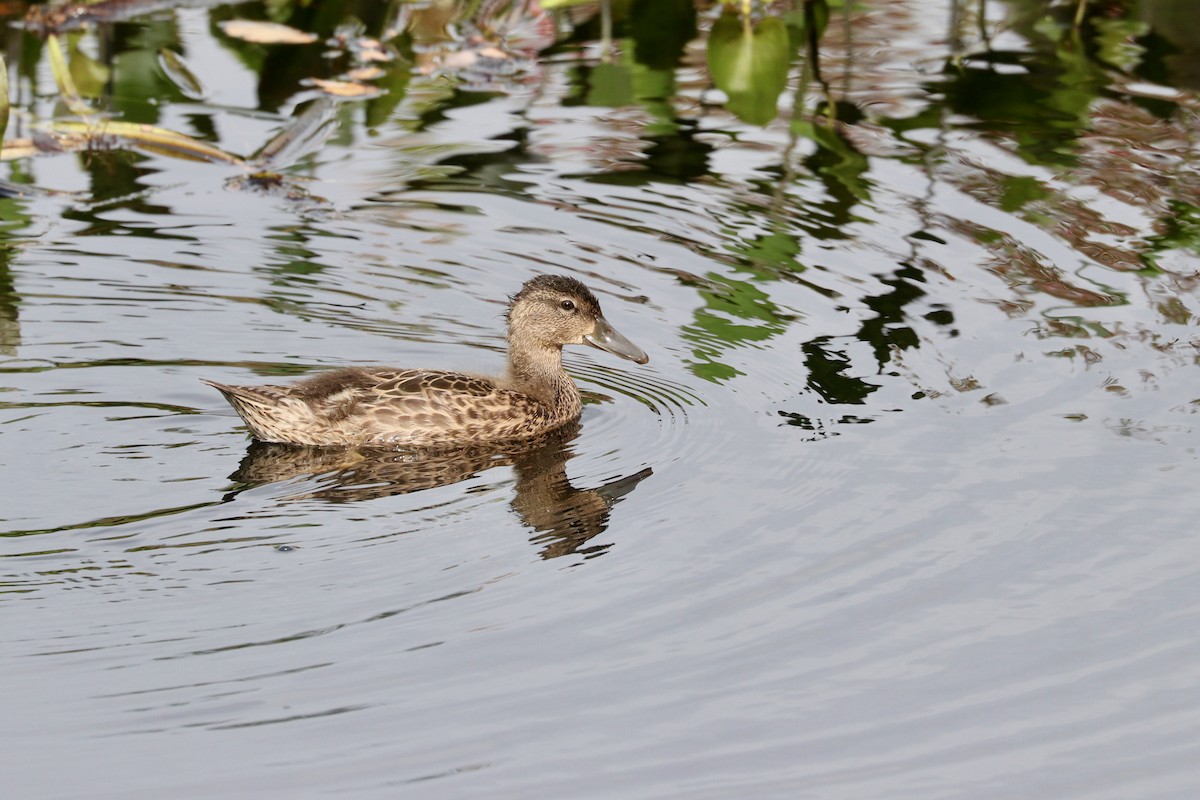 Blue-winged Teal - ML362313211