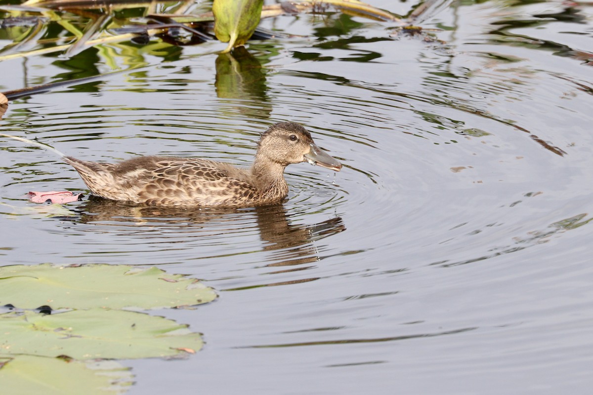 Blue-winged Teal - ML362313231