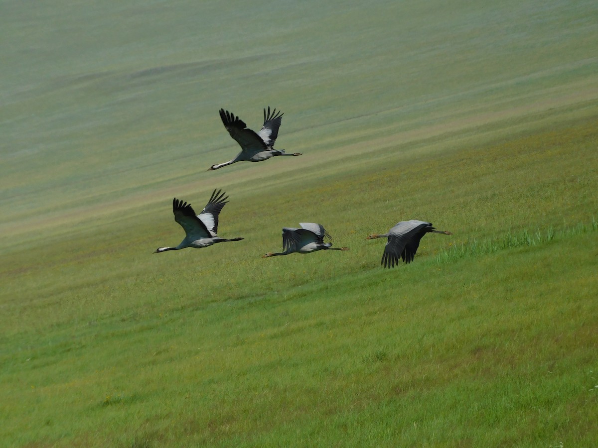 Common Crane - Garid Nyambayar