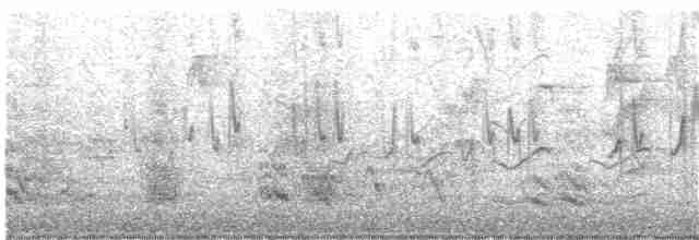 Медолюб-шилодзьоб східний - ML362316221