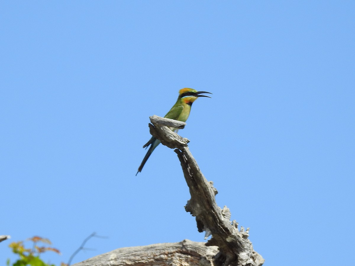 Rainbow Bee-eater - ML362319331