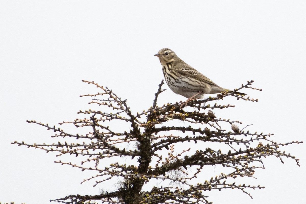 Olive-backed Pipit - ML362327611