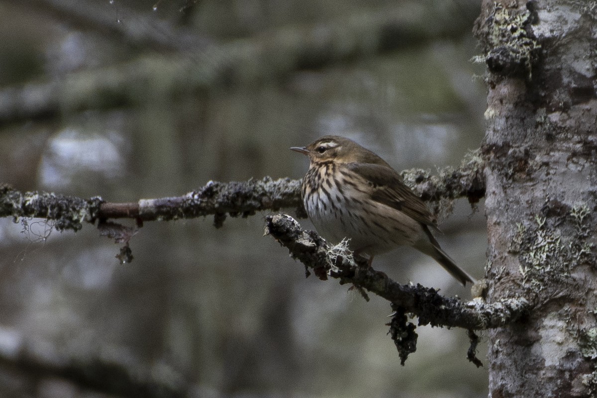 Olive-backed Pipit - ML362328301
