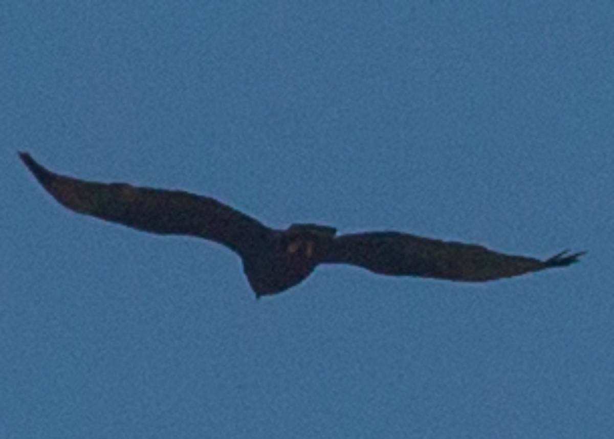 Zone-tailed Hawk - ML36233001