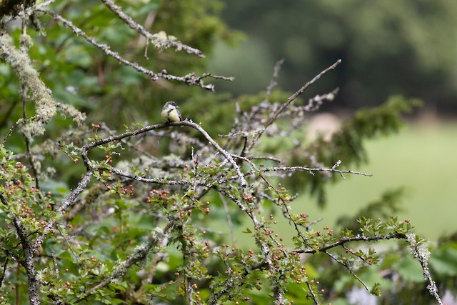 Bird in habitat; Wales, United Kingdom. - Great Tit - 