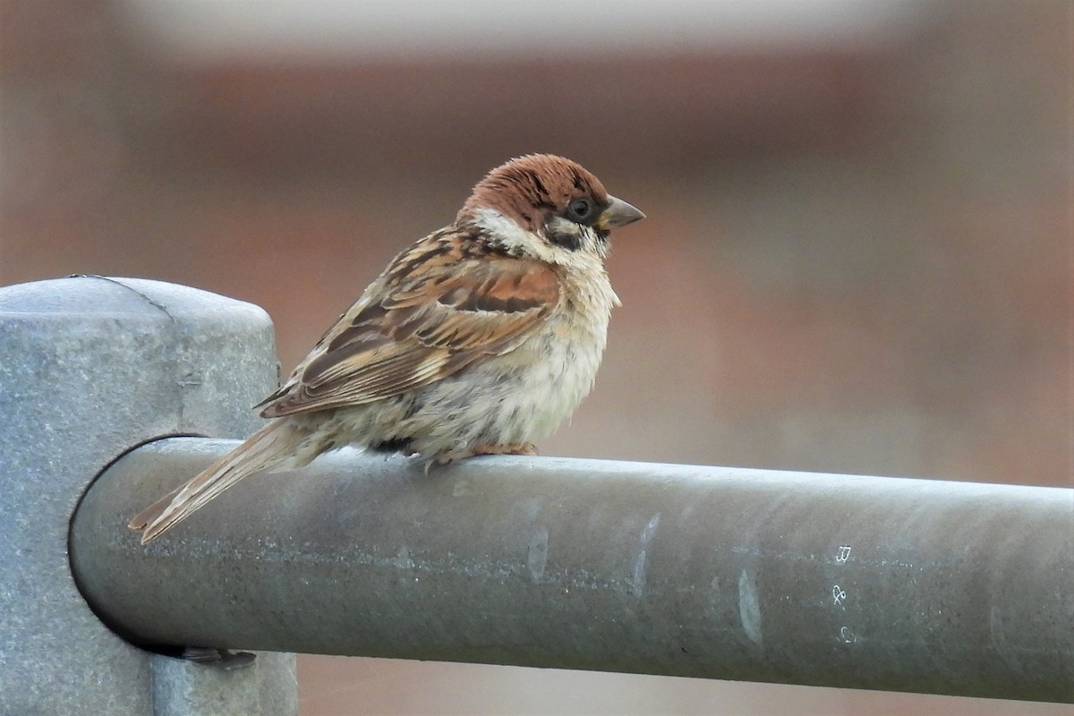Eurasian Tree Sparrow - ML362331531