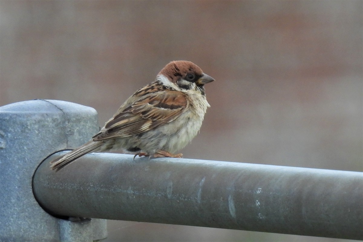 Eurasian Tree Sparrow - Joren van Schie