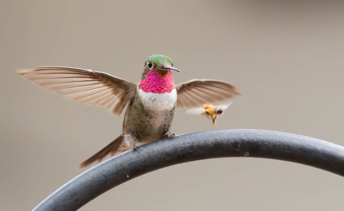 Broad-tailed Hummingbird - ML362333491