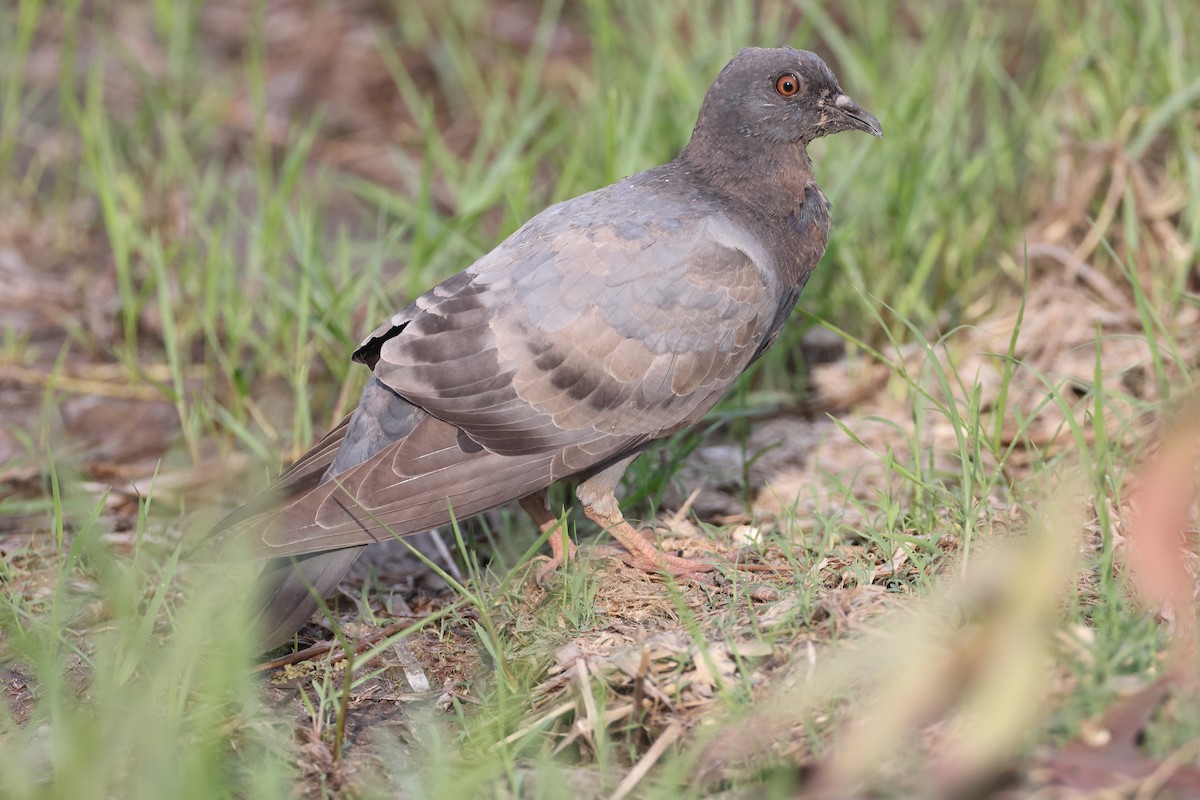 Rock Pigeon (Feral Pigeon) - Jan-Peter  Kelder