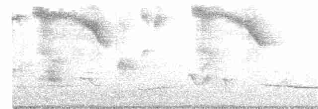 holub skalní (domácí) - ML362334591