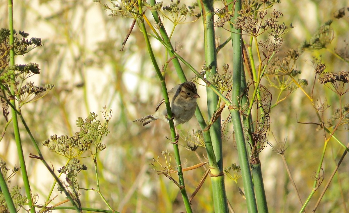 Clay-colored Sparrow - ML36233461