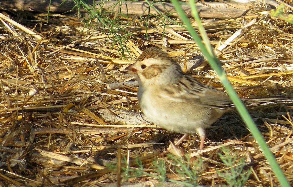 Clay-colored Sparrow - ML36233471