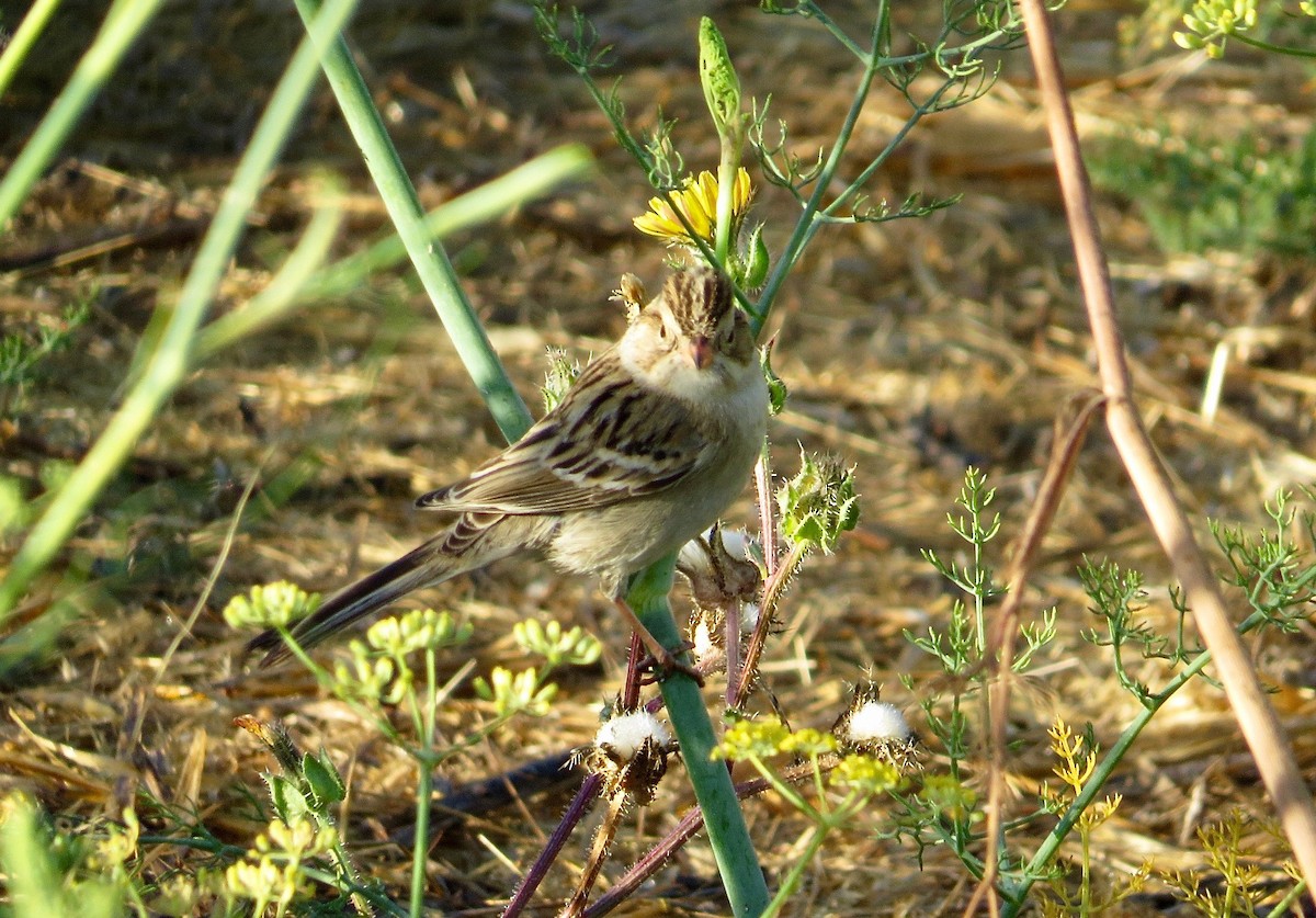 Clay-colored Sparrow - ML36233931