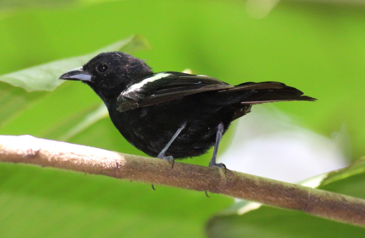 White-shouldered Tanager - ML36234221
