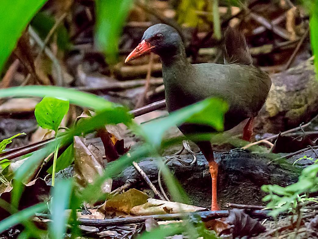 Top 10 Flightless Bird Species in The World - Nature Speakz