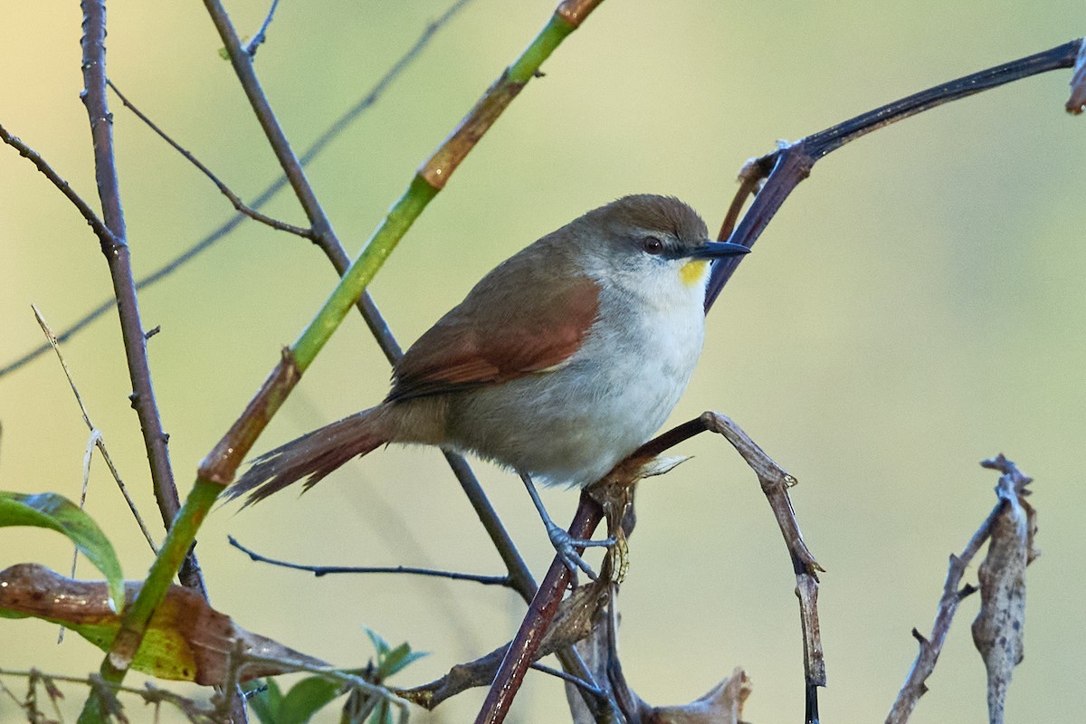 Yellow-chinned Spinetail - ML362354041
