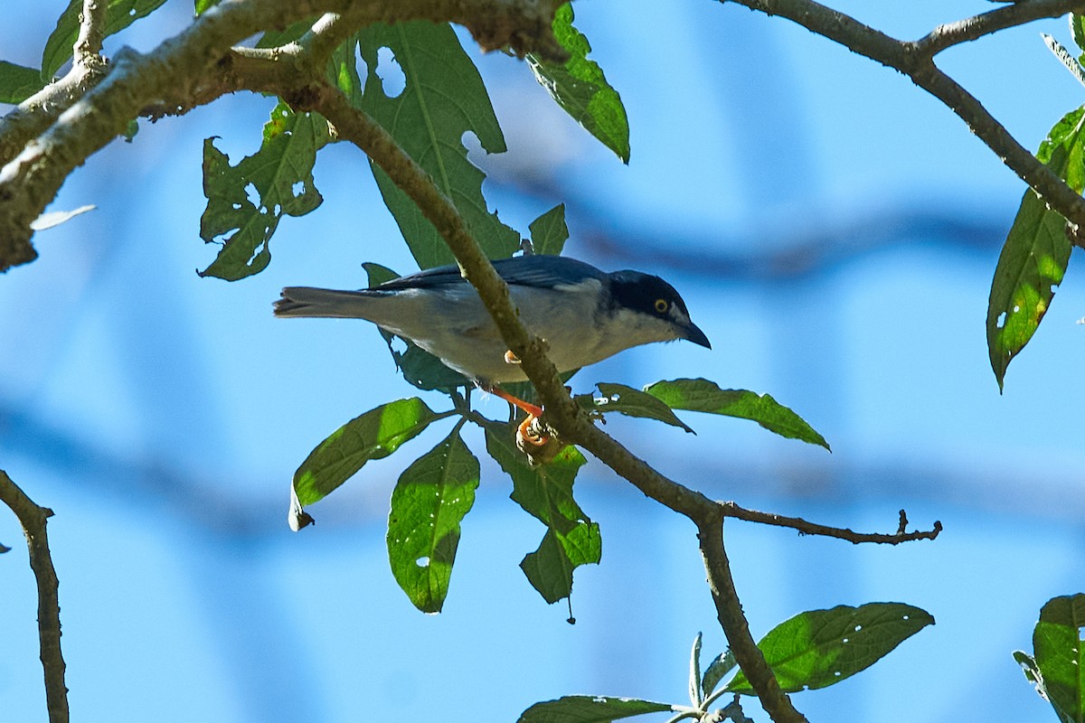 Hooded Tanager - ML362354271