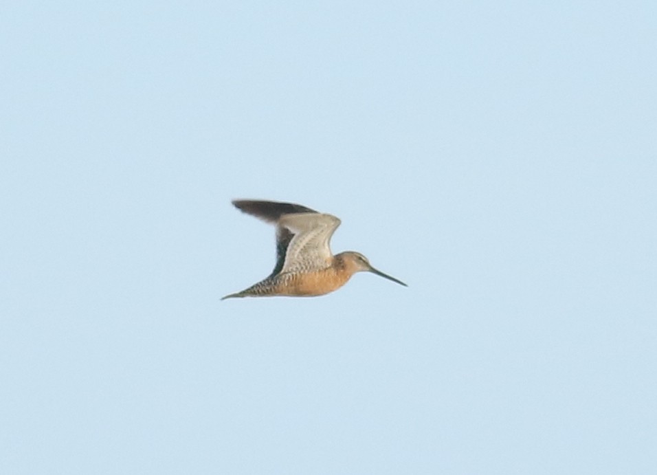 Long-billed Dowitcher - ML362357861