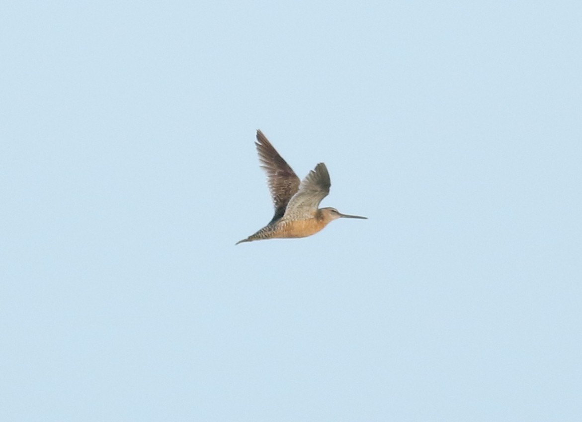 Long-billed Dowitcher - ML362357881
