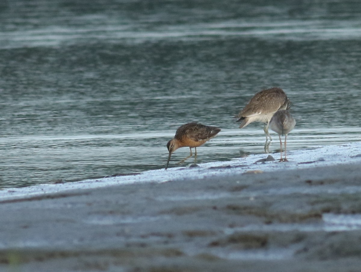Long-billed Dowitcher - ML362357901