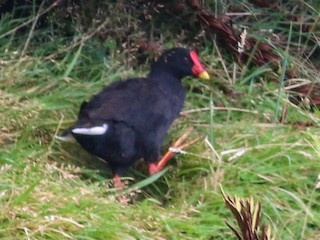  - Gough Moorhen