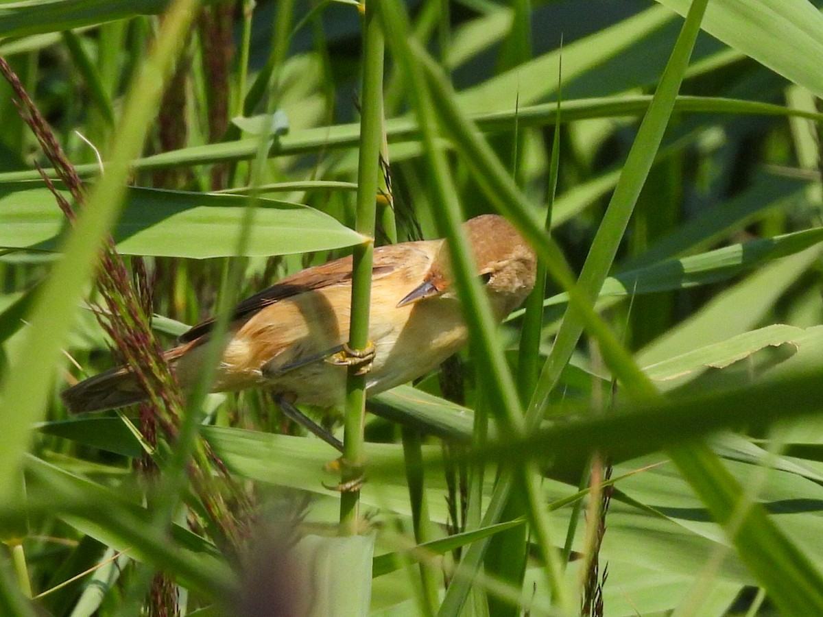 Common Reed Warbler - ML362361471