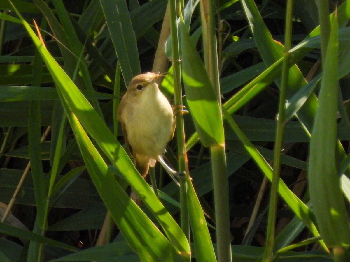 Common Reed Warbler - ML362361501