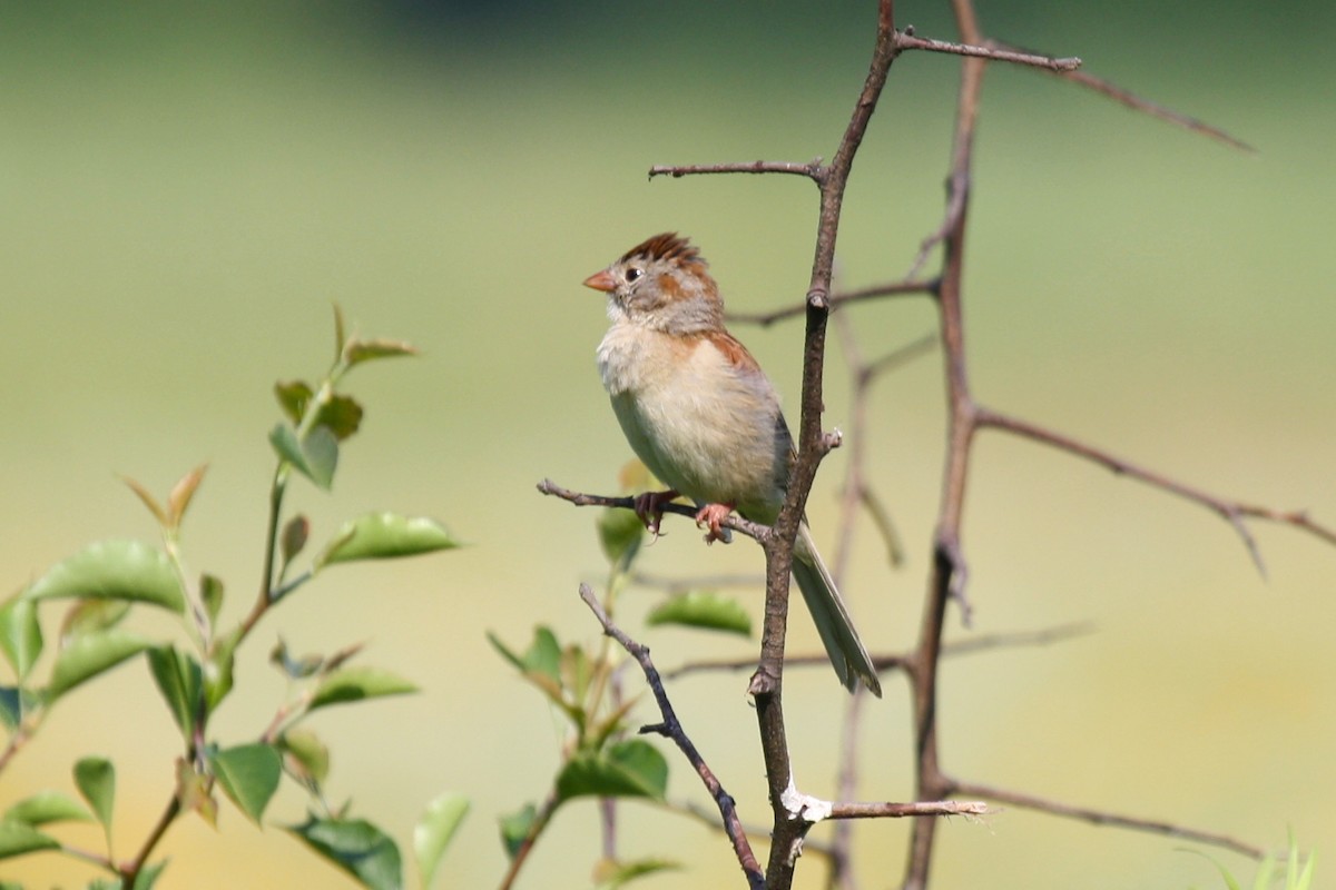 Field Sparrow - Jon Isacoff