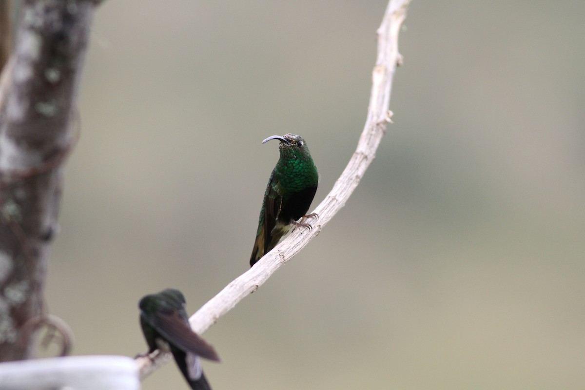 kolibřík aksamitový - ML362366631