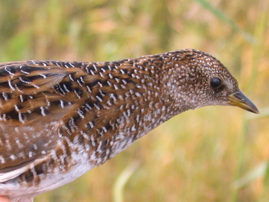 Swinhoe's Rail - eBird