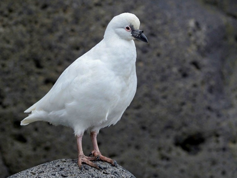 Black-faced Sheathbill - Kirk  Zufelt