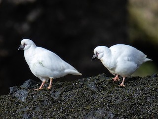 カオグロサヤハシチドリ - eBird