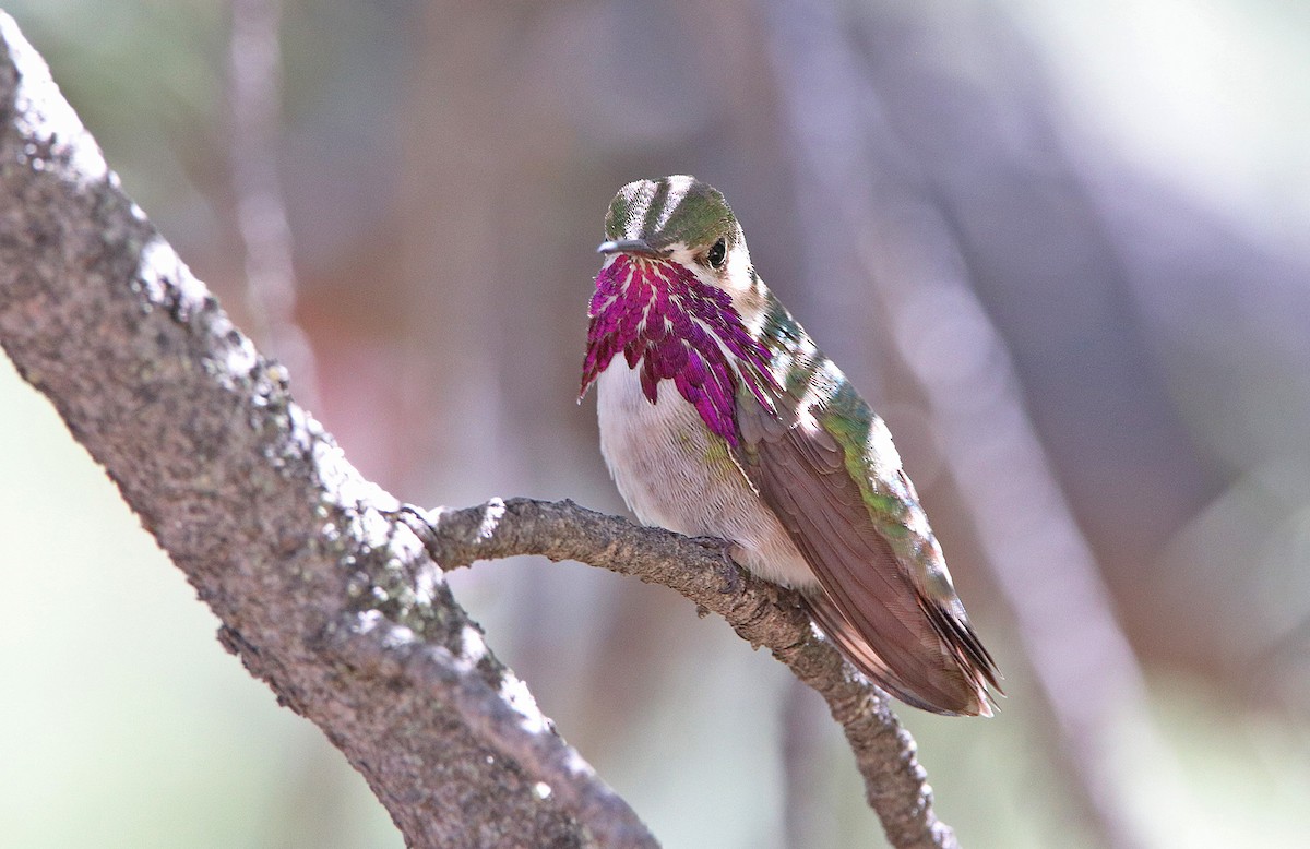 Calliope Hummingbird - ML362370431