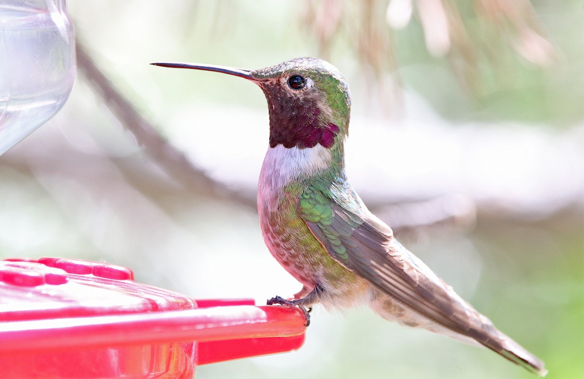 Broad-tailed Hummingbird - ML362370461