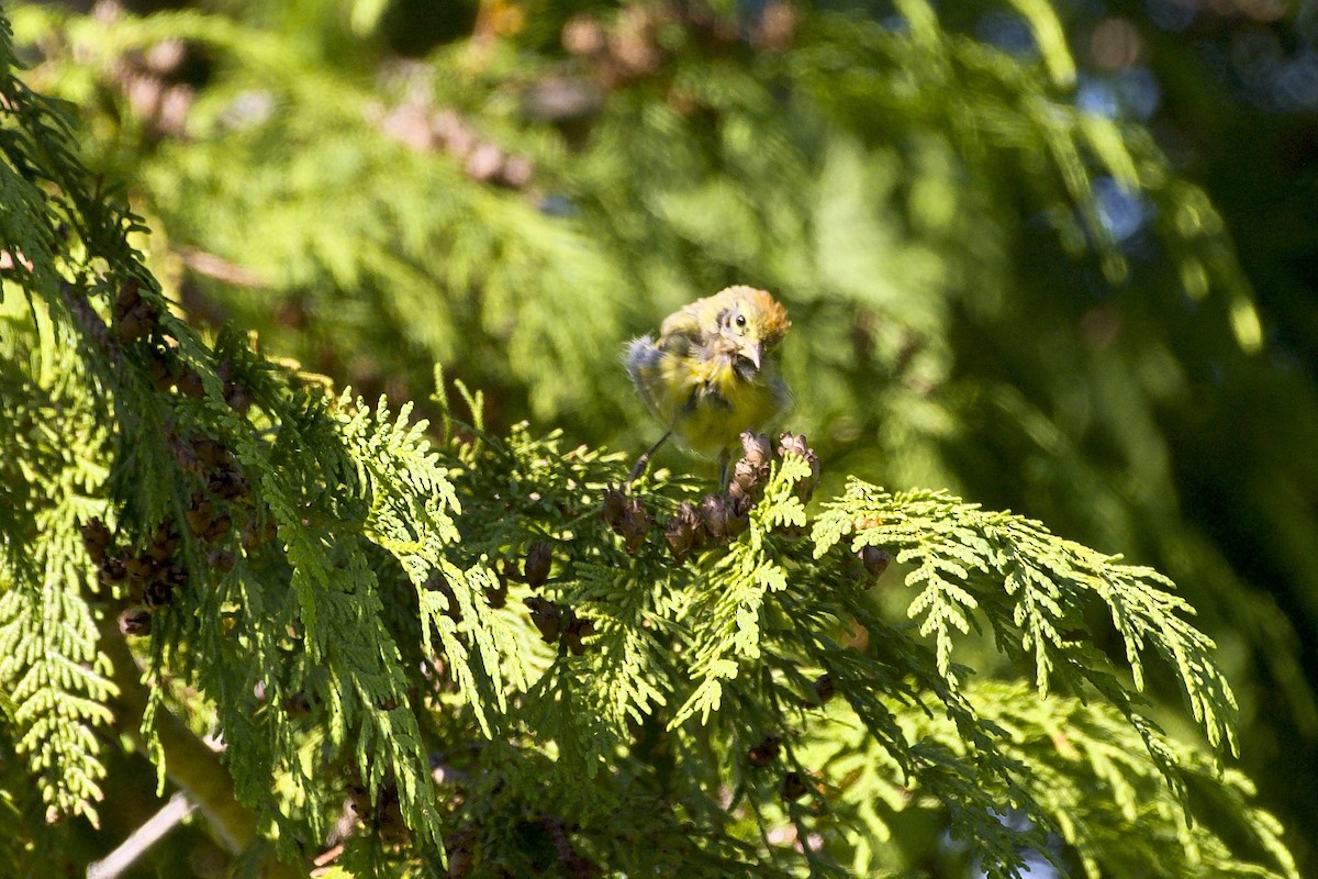 Orange-crowned Warbler - ML362370581