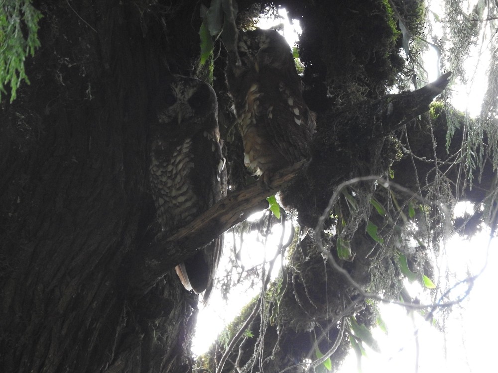 African Wood-Owl - Meg Taylor